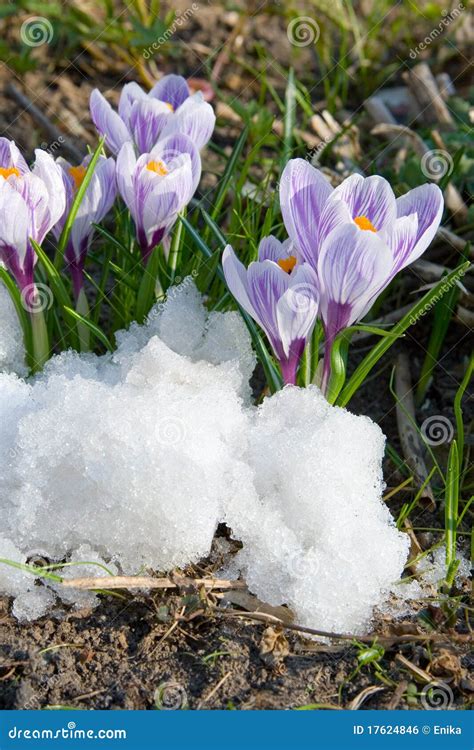 Flowers Purple Crocus in the Snow Stock Photo - Image of green, plant ...