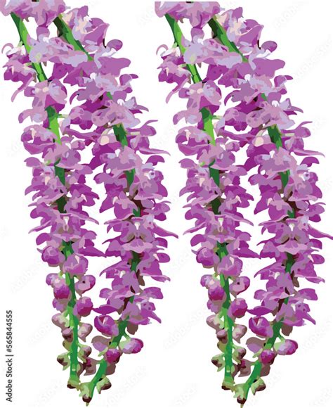 Kapou Flower-Fox Tail Orchid. Kopou Phool is a very important flower ...