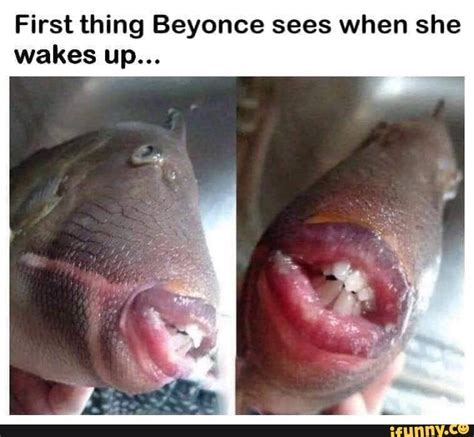 First thing Beyonce sees when she wakes up... - iFunny :) | Beyonce memes, New memes, Wake up meme