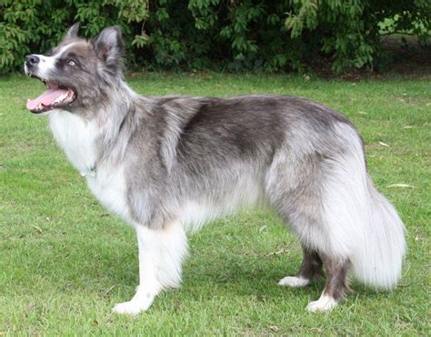 Pin on unusual dog breeds