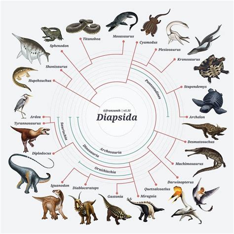 Diapsid ~ Everything You Need to Know with Photos | Videos