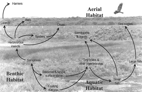 Salt marsh foodwebs. | Download Scientific Diagram