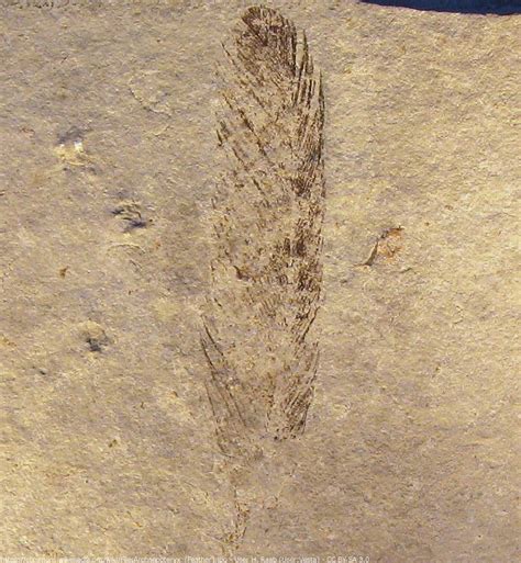 Archaeopteryx Feather from Solnhofen, The Munich side. - Fossils for sale