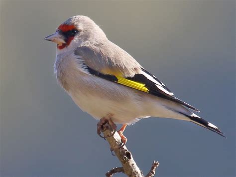 European Goldfinch - eBird