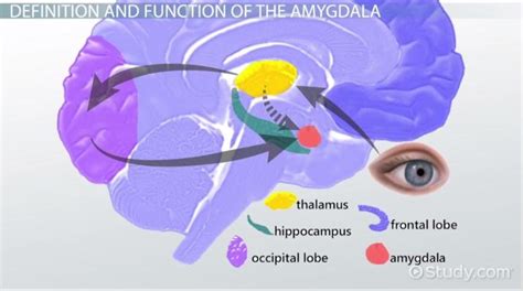 Amygdala | Definition, Function & Location - Lesson | Study.com