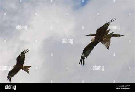 red kite bird of prey Stock Photo - Alamy