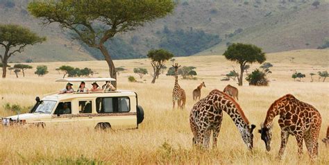 African Safari Tour Operator | Reliable African Safari Company