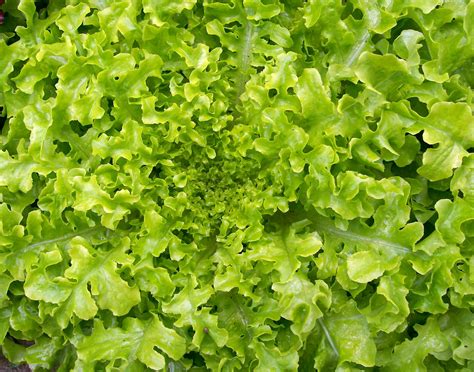 Salad Bowl Looseleaf Lettuce, 0.5 g : Southern Exposure Seed Exchange ...