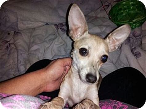 Italian Greyhuahua (Italian Greyhound Chihuahua Mix) Info, Puppies, Pictures