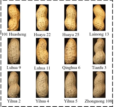 Images of 12 peanut varieties. | Download Scientific Diagram