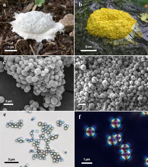 Photographs of Fuligo septica aethalia of (a) typical Arizona specimen ...