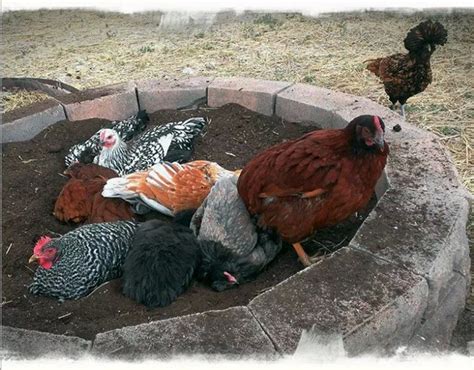 6 Clever Chicken Dust Bath Ideas - The Owner-Builder Network