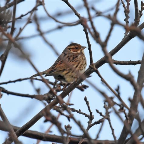 Little Bunting | BTO - British Trust for Ornithology