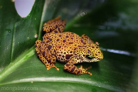 Rainforest frogs: Female Toad Mountain Harlequin Frog in Panama