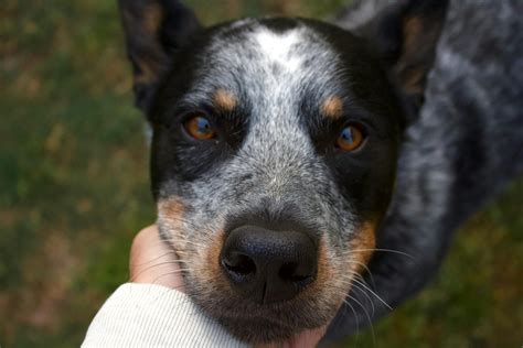 Australian Cattle Dog Lifespan - What to Expect & How to Help an ...