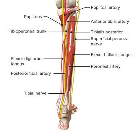 Neurovascular Anatomy Leg