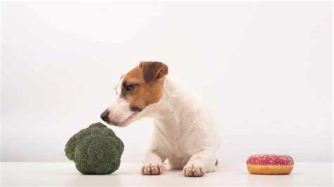 Can Dogs Eat Broccoli? Is It Safe? 2 Major Risks Uncovered!