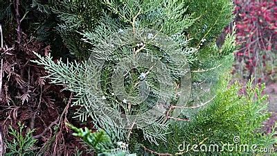 A Close Up Shot of a Thuja Plant Leaves.Thuja is a Genus of Coniferous Trees or Shrubs in the ...