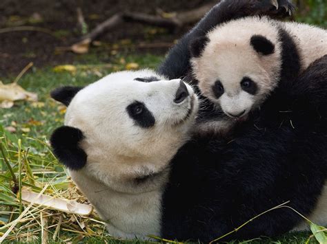 Panda Couple Wallpapers - Wallpaper Cave