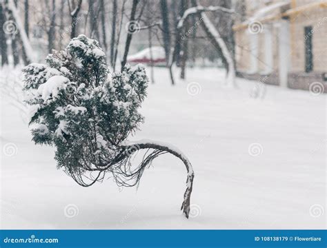 Dwarf Curve Juniper Tree Covered by Snow Against the Winter Courtyard ...