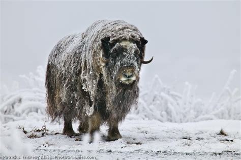 Winter Wildlife photo gallery - AlaskaPhotoGraphics