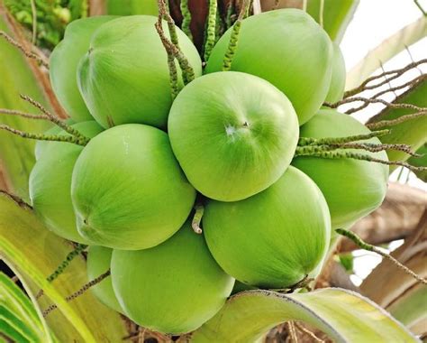 Fresh Green Coconut at Best Price in Chennai - ID: 2565580 | GEE ESS International