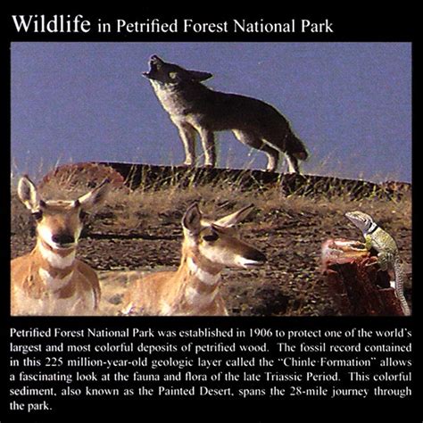 Petrified Forest Wildlife: Commemorative Sticker | PFMA