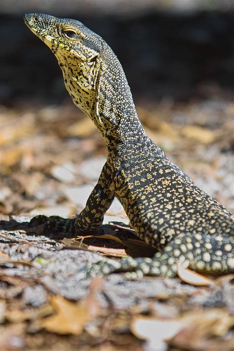 Australian Monitors Lizards - aspca donation rating