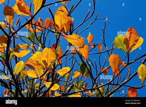 Tropical almond leaves in autumn (Terminalia catappa Stock Photo - Alamy