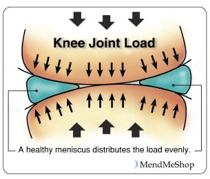 Knee Meniscus Anatomy