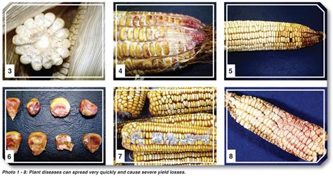 Look out for these diseases in maize