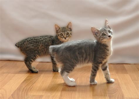 My Manx Kittens | My Manx Kittens so cute and so hard to get… | Flickr