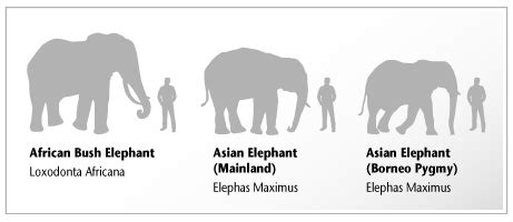 Excitement N Net: Smallest Elephant in the world - Bornean Pygmy Elephant