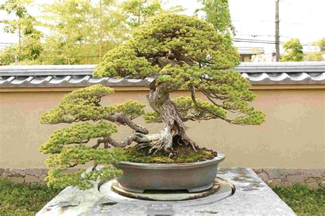 Second hand Outdoor Bonsai Trees in Ireland | 55 used Outdoor Bonsai Trees