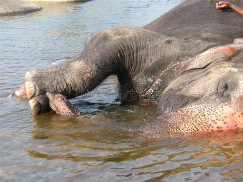 Indian Elephant Taking a Bath in the River. Stock Photo - Image of ...