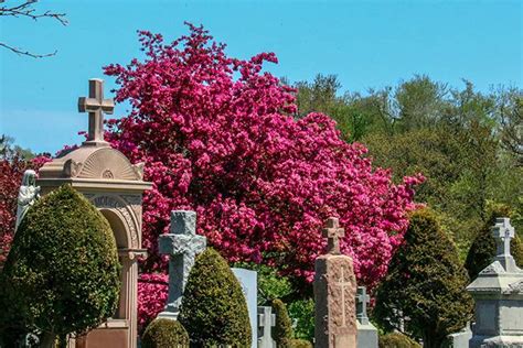 Mount Hope Catholic Cemetery | Catholic Cemeteries & Funeral Services ...