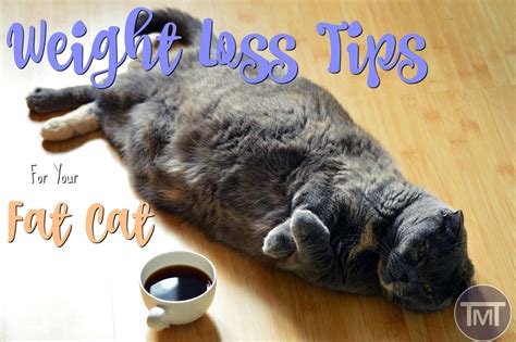 weight-loss-tips-for-your-fat-cat - The Mummy Toolbox