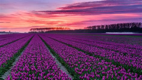 Dutch tulip farm - backiee