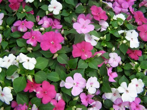 flowers for flower lovers.: Impatiens flowers.