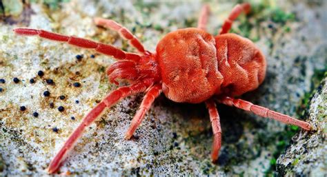 O que são ácaros? o ácaro do veludo vermelho (trombidiidae) - Haste 2024