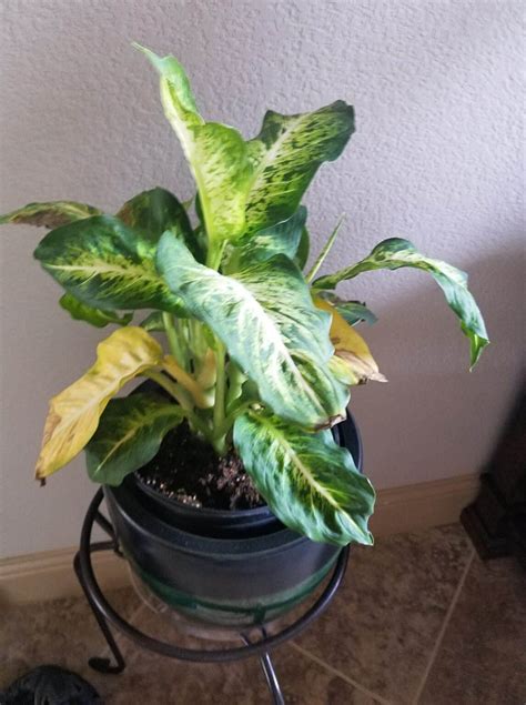 Dieffenbachia Yellow Leaves: Causes & Easy Fixes - Plants Craze