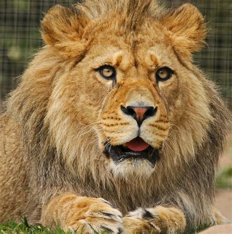 Animals of the world: Barbary lion