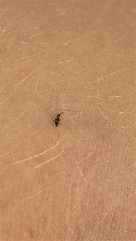 These tiny black biting bugs? : r/whatsthisbug