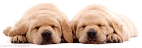 Dogs: Sleeping Labrador puppies photo WP01164