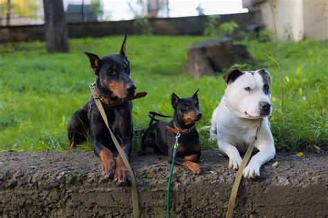 Doberman Pitbull Mix: The Perfect Dober Pit Dog Breed Guide