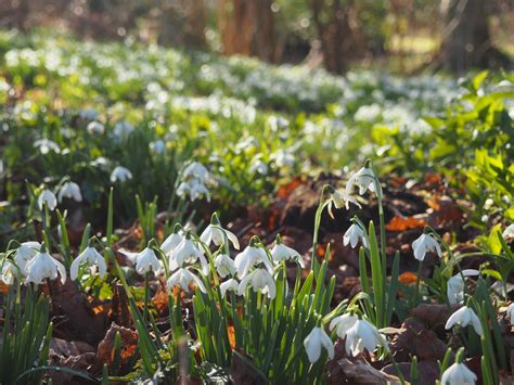 Visiting Hodsock Priory Snowdrops