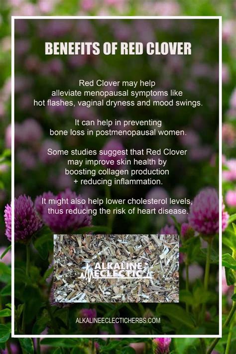 Red Clover - Alkaline Herbs for Menopause