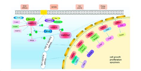 The Hippo signaling pathway. The hippo pathway can be activated by TAO... | Download Scientific ...