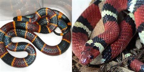 How to distinguish between king snakes and coral snakes based on ...