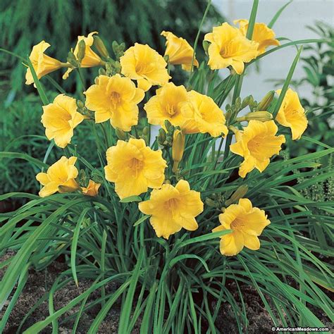 Stella D'Oro Daylily, Hemerocallis | American Meadows | Long blooming ...